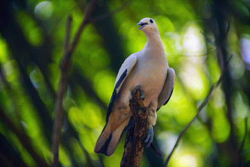 Pied lmperial pigeon in the forest