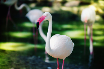 Close up of Greater Flamingo in the zoo