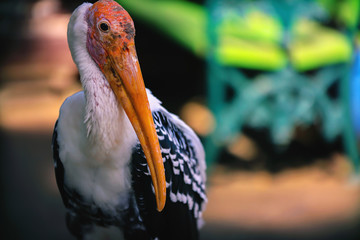 Close up of Painted Stork in the zoo
