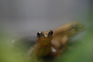 forgs　toads