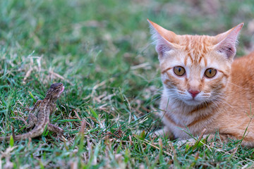 Cat and lizard