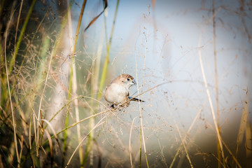 Indian silverbill collecting foods