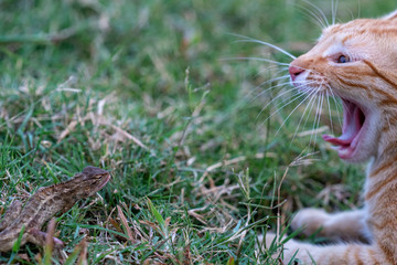 Cat and lizard