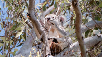 Koala awake sitting in tree