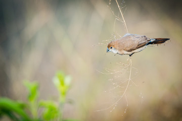 Indian silverbill collecting foods