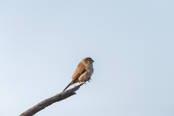 Indian silverbill perched on a branch