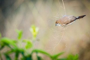 Indian silverbill collecting foods