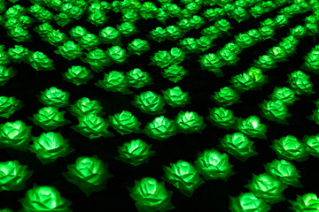 LED rose flower gaeden at night
