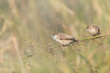 Indian silverbill collecting foods