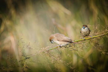 Indian silverbill collecting foods