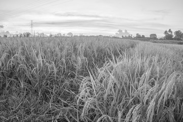 Nature view of paddy field with sunrise background. Nature composition and noise effects.