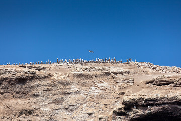 Lot of birds sitting on a cliff against the blue sky, Ballestas Islands, Paracas Nature Reserve, Peru, Latin America.