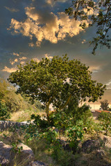 Beautiful tree and sunset in field