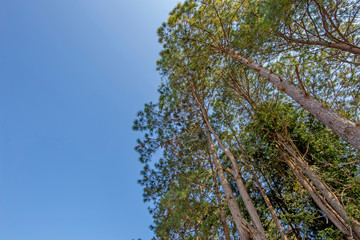 Perspective view of Pine trees forest, beautiful natural background,