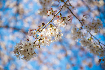埼玉元荒川の桜並木