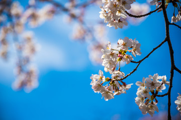 埼玉元荒川の桜並木