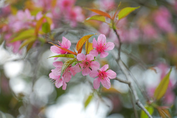 Wild Himalaya Cherry blossom close up