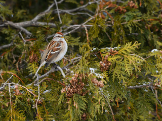 American Tree Sparrow, Tree Sparrow,sparrow, Tree Sparrow,american, closeup, beautifully, photo, bird, brown, canada, feather, outside, one, ornithology, cute, season, small, wing, winter, beauty, out