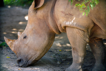 Obraz premium Close up head of White Rhino