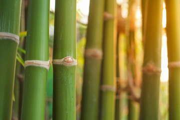 Group of green jointed bamboo tree in the garden with soft orange light in evening close-up.