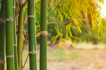 Obraz premium Group of green jointed bamboo tree in the garden with soft orange light in evening close-up.