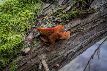 Yellow mushrooms growing on an old tree stub