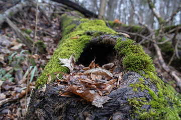 Old tree stump in woodland, covered with moss and leaf.