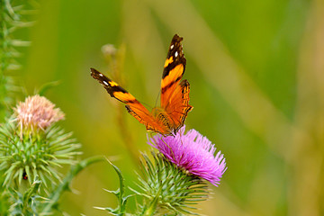 Mariposa sobre flor de captus