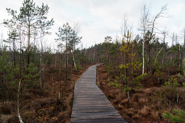 Nature trail, the wooden path over the swamp, sunset in the autumn.