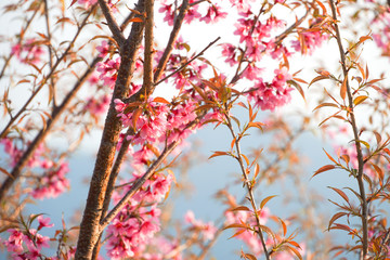 Wild Himalaya Cherry blossom