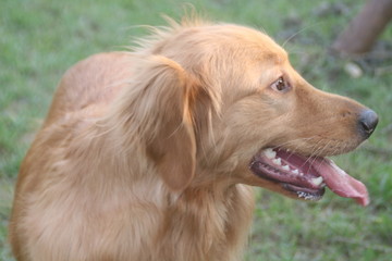 Portrait of a dog. Retriever in a park