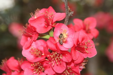 Blooming peach tree and the bee