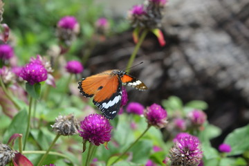 butterfly on flower