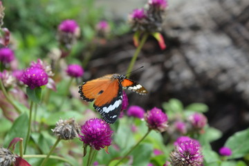butterfly on flower