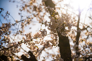 埼玉元荒川の桜並木