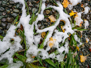 Frozen on the ground at Japanese public park in the winter