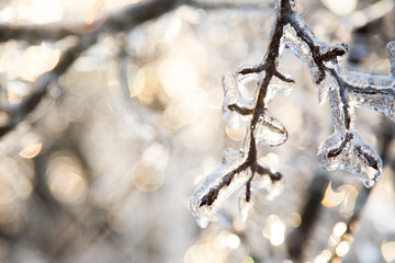 winter frost 2