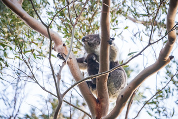 Koala mother and baby