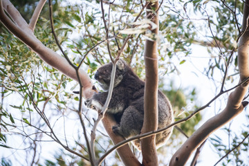 Koala mother and baby