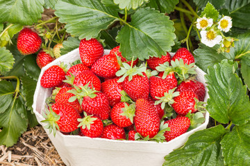 strawberry plant with freshly picked strawberries growing in organic garden
