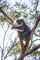 Koala mother and baby, Tower Hill, Victoria, Australia