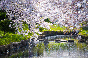 埼玉元荒川の桜並木