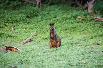 Wallaby, Tower Hill Reserve