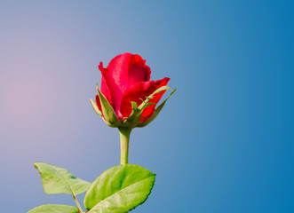 Fototapeta premium red rose on blue background