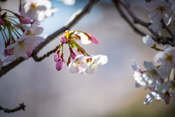 埼玉元荒川の桜並木