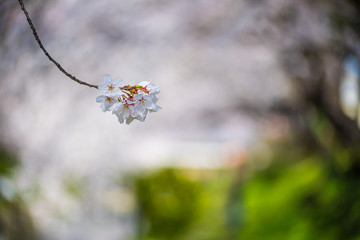 埼玉元荒川の桜並木