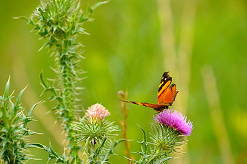 Mariposa posada en flor de captus