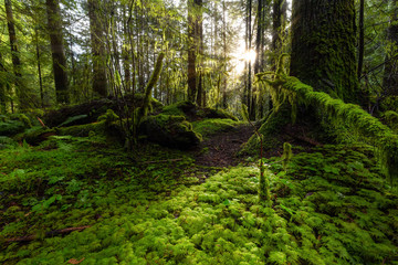 Beautiful Scenic View of the Green and Vibrant Rain Forest during a sunny day after rain fall in wintertime. Taken in Lynn Canyon Park, North Vancouver, British Columbia, Canada.