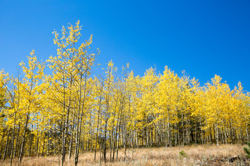 Fototapeta premium Aspen Trees in fall 