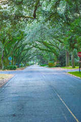 Beautiful tree view on Oak Street , Magnolia Springs , Alabama USA
